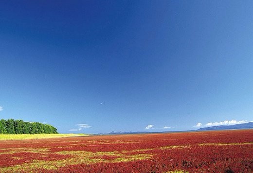 穷游商城 日本北海道网走赏向日葵田 珊瑚草一日游 札幌出发 特价城市玩乐预订 打折促销优惠 穷游网