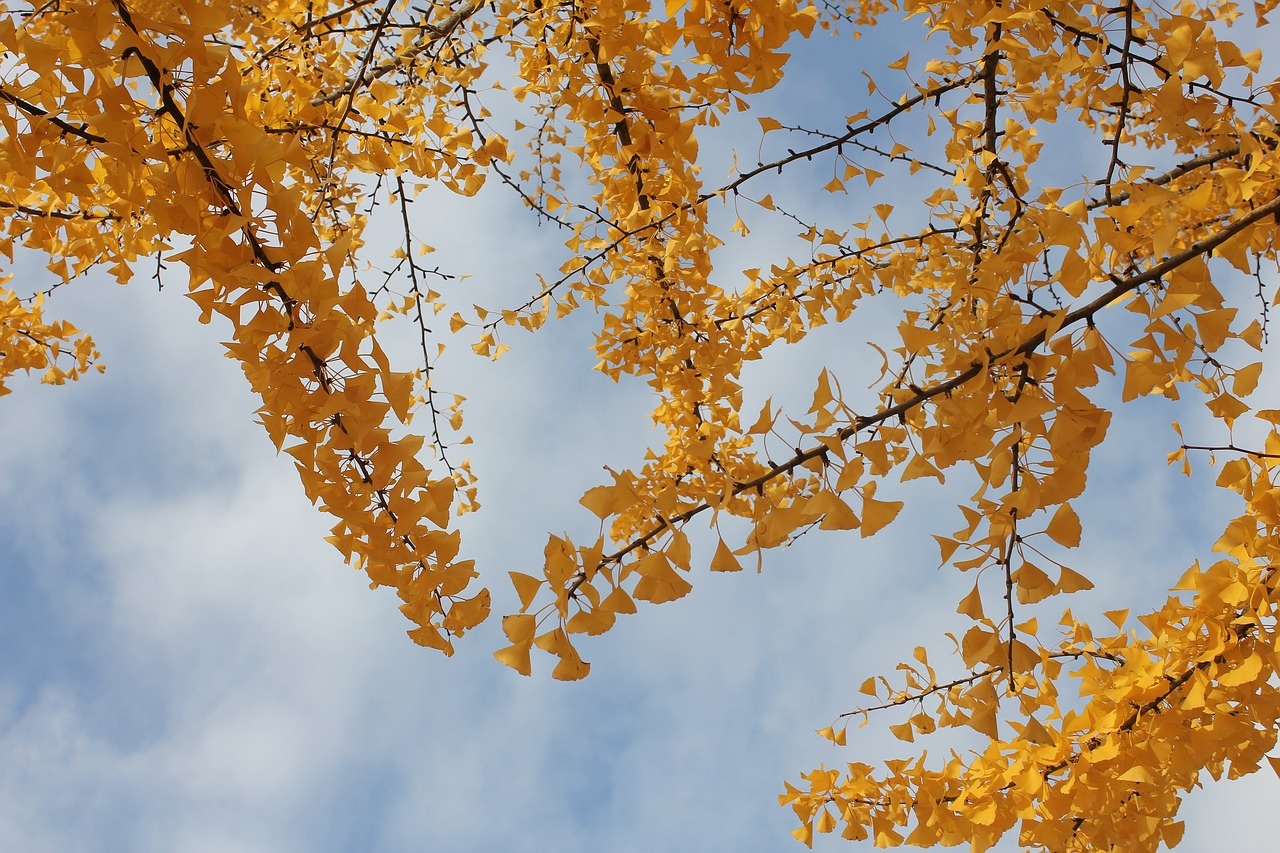 Photo by CC0 CC BY SA 2.0