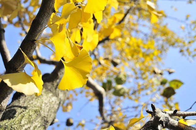 Photo by Eason c CC BY SA 2.0