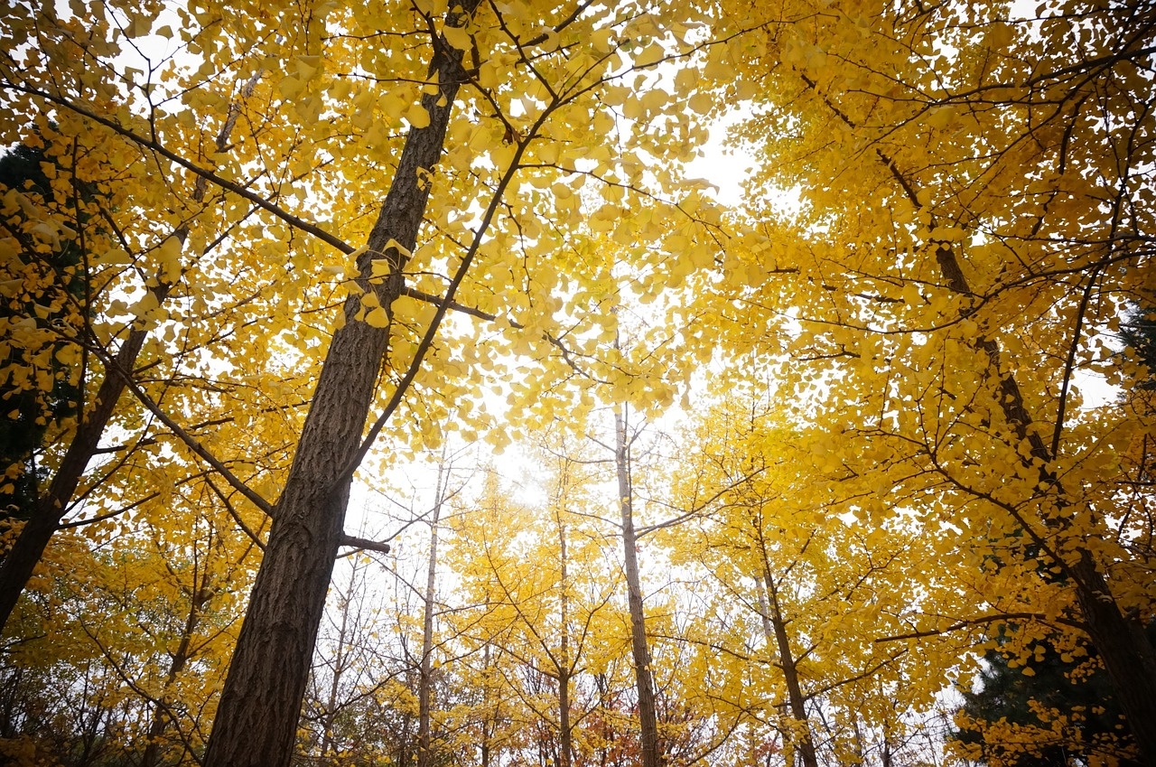 Photo by CC0 CC BY SA 2.0