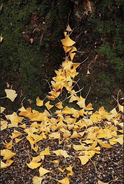 Photo by Ժ CC BY SA 2.0