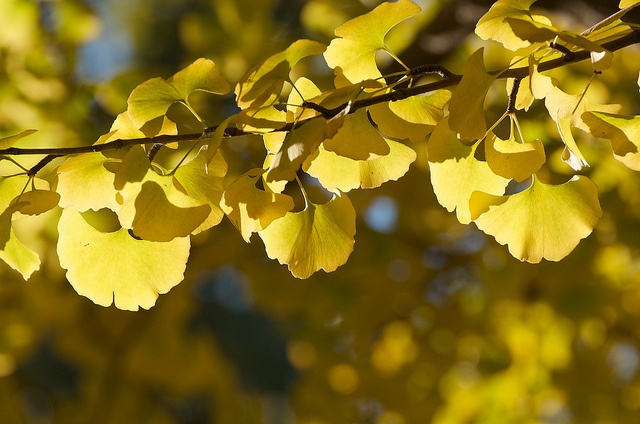 Photo by Leo Liang CC BY SA 2.0