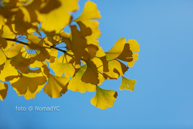 Photo by Nomad YC CC BY SA 2.0
