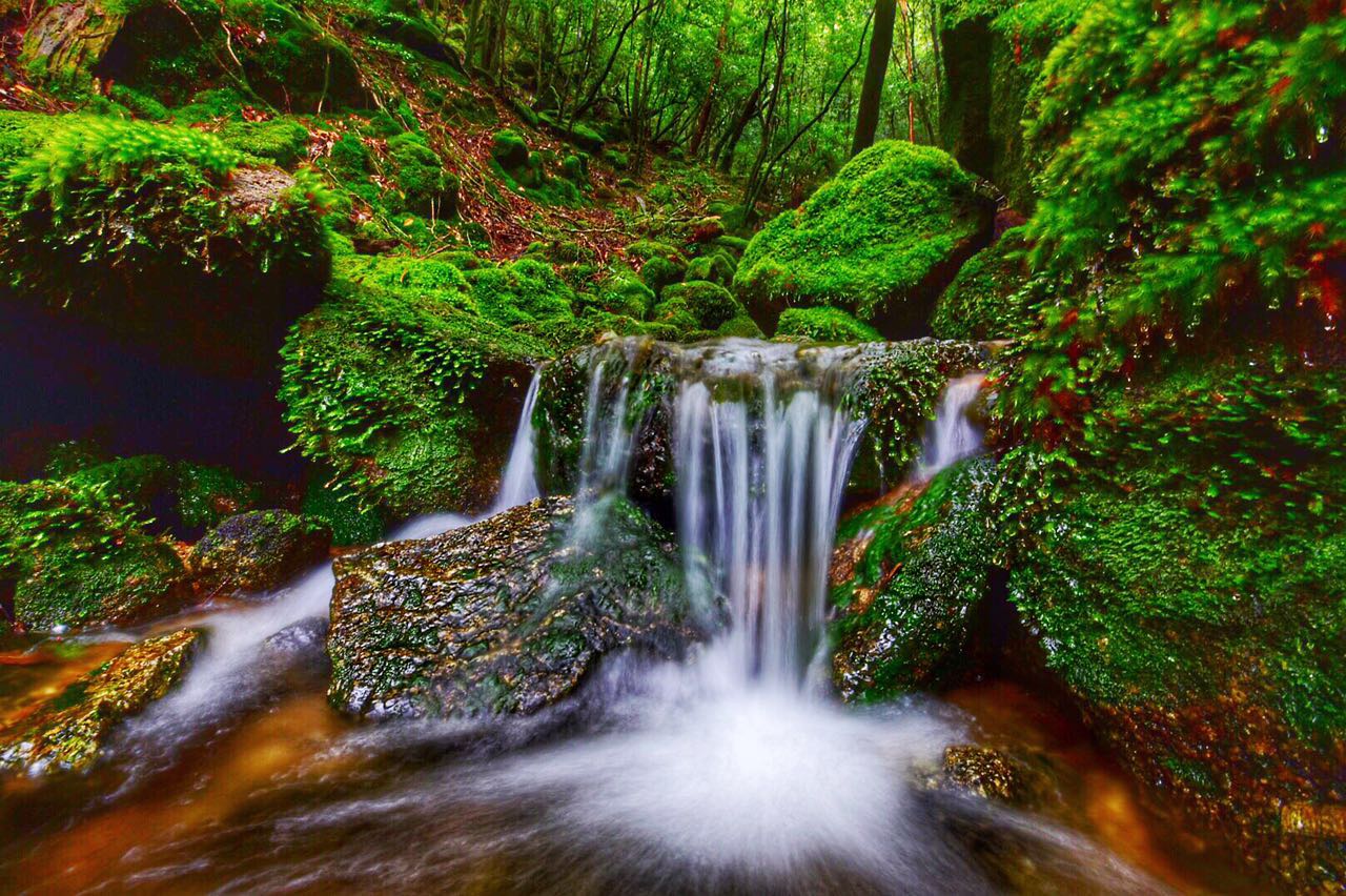 迷の苔之森林 带你探索日本秘境屋久岛 熊和考拉走天涯 穷游专栏
