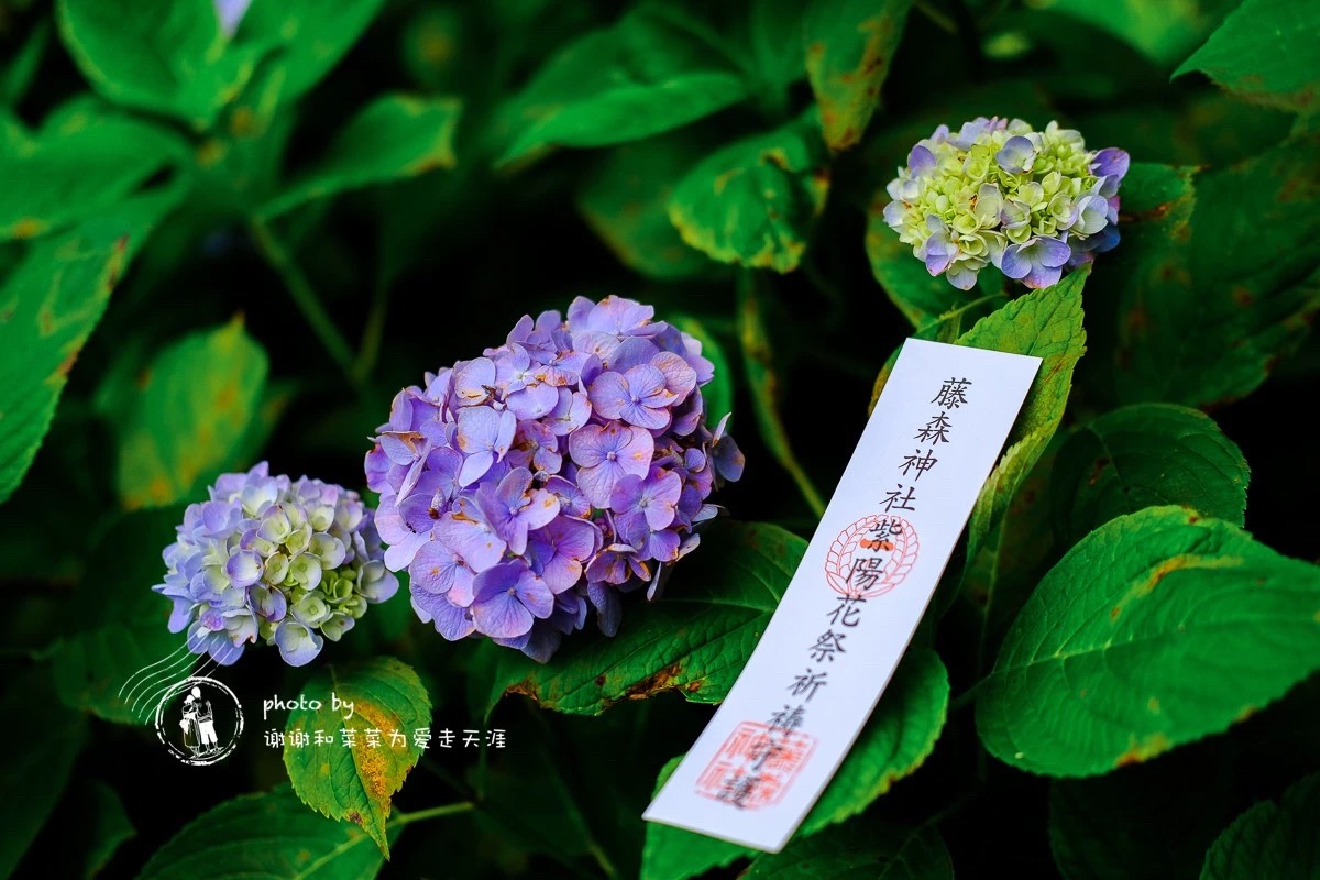 京都好玩 6月京都去哪玩 京都好玩 穷游专栏