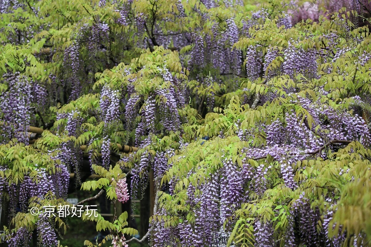 京都好玩 5月京都去哪玩 京都好玩 穷游专栏