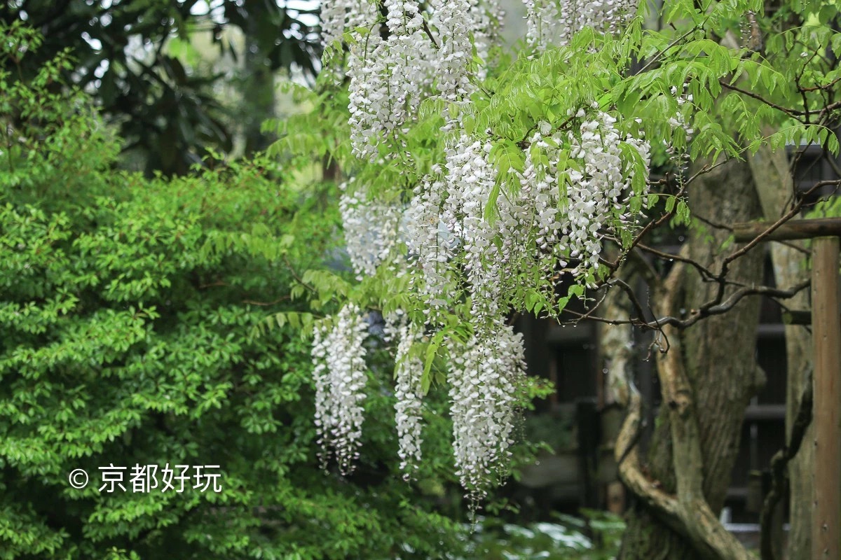 京都好玩 5月京都去哪玩 京都好玩 穷游专栏