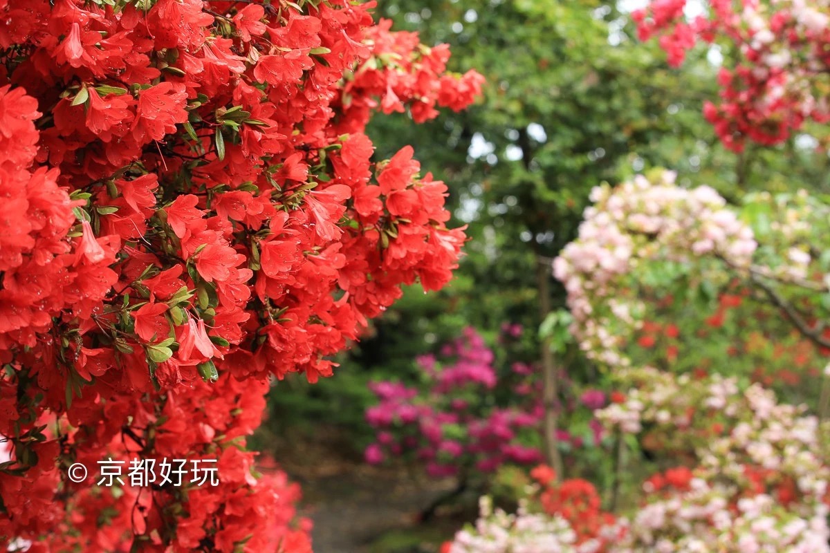 京都好玩 5月京都去哪玩 京都好玩 穷游专栏