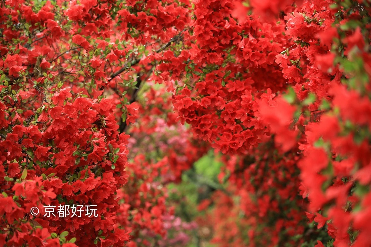 京都好玩 5月京都去哪玩 京都好玩 穷游专栏