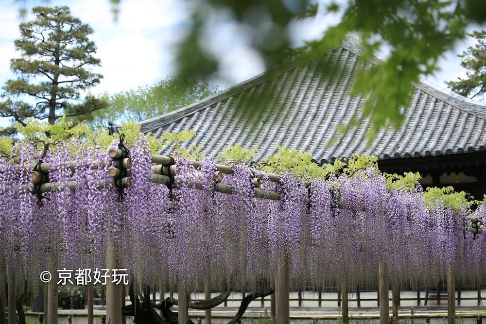 京都好玩 5月京都去哪玩 京都好玩 穷游专栏