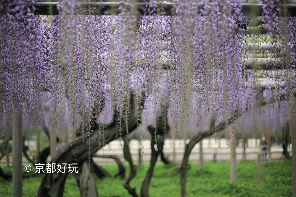 京都好玩 5月京都去哪玩 京都好玩 穷游专栏