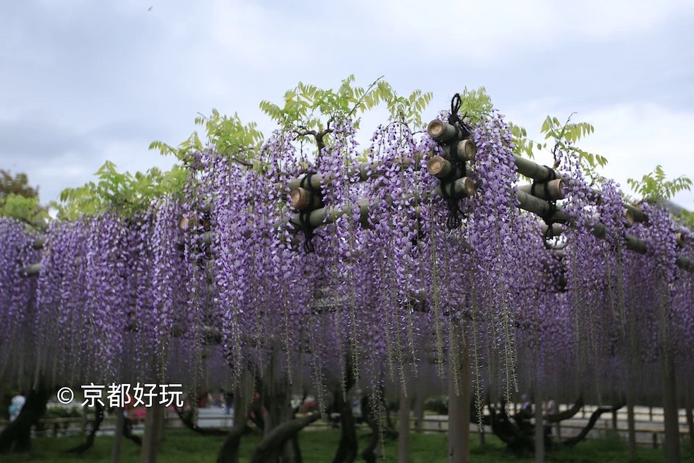 京都好玩 5月京都去哪玩 京都好玩 穷游专栏