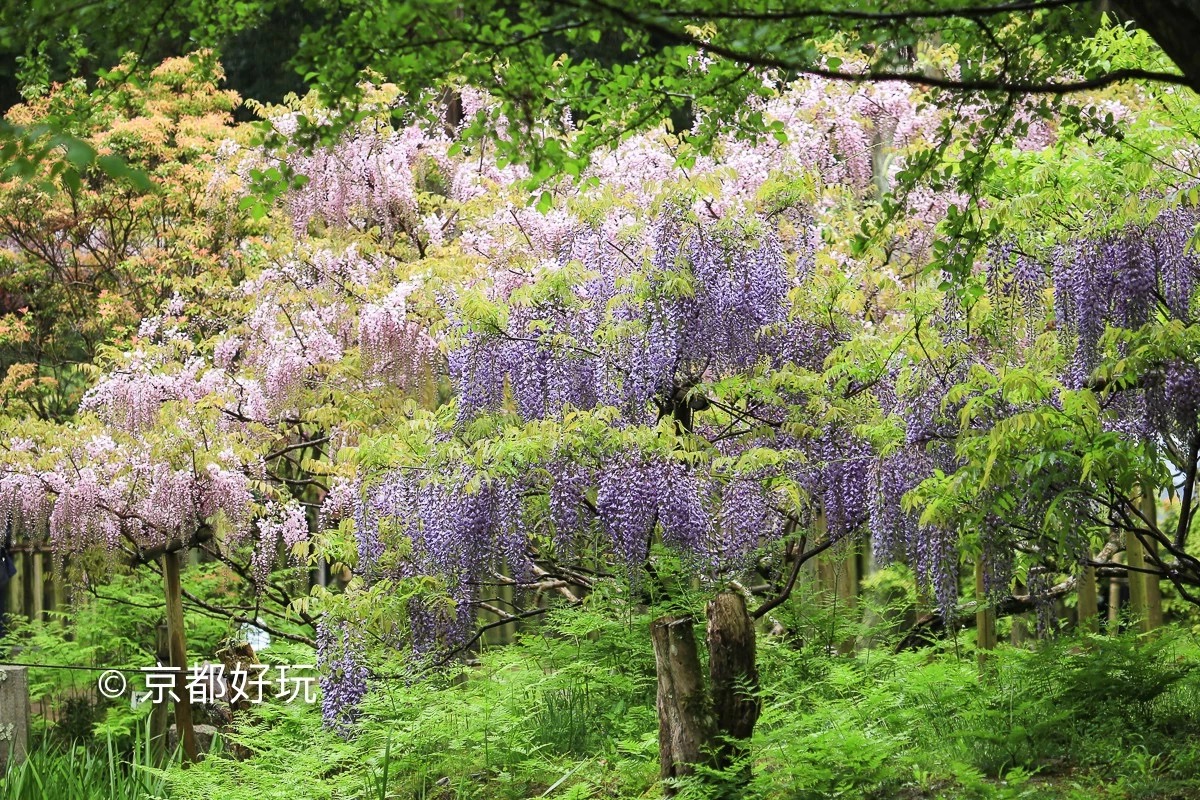 京都好玩 5月京都去哪玩 京都好玩 穷游专栏