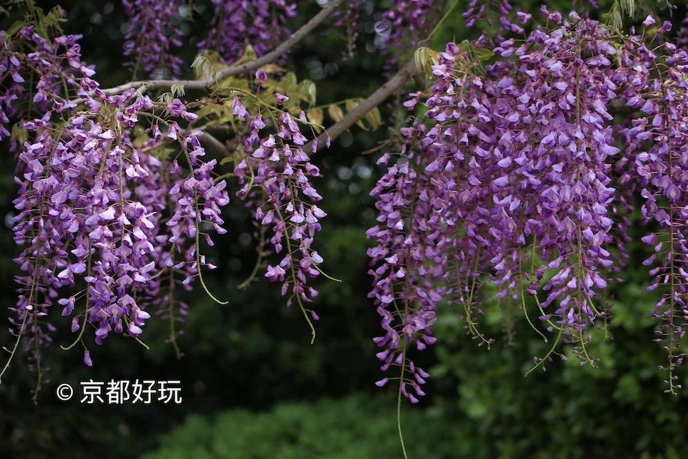 京都好玩 5月京都去哪玩 京都好玩 穷游专栏