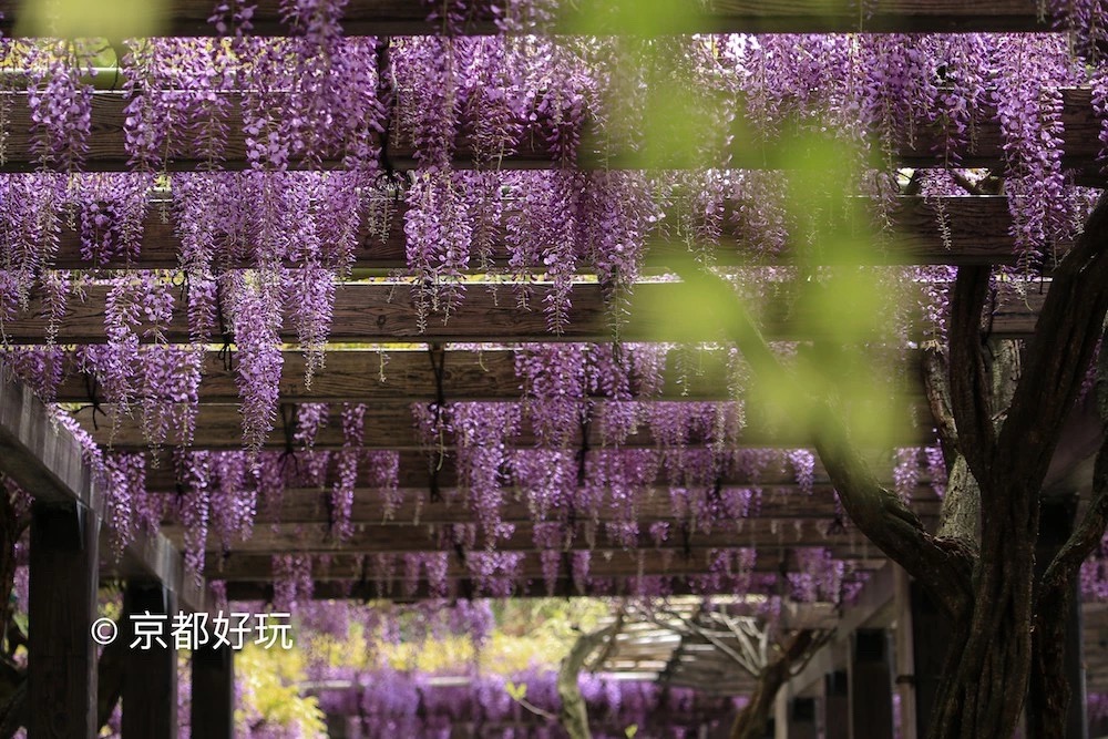 京都好玩 5月京都去哪玩 京都好玩 穷游专栏