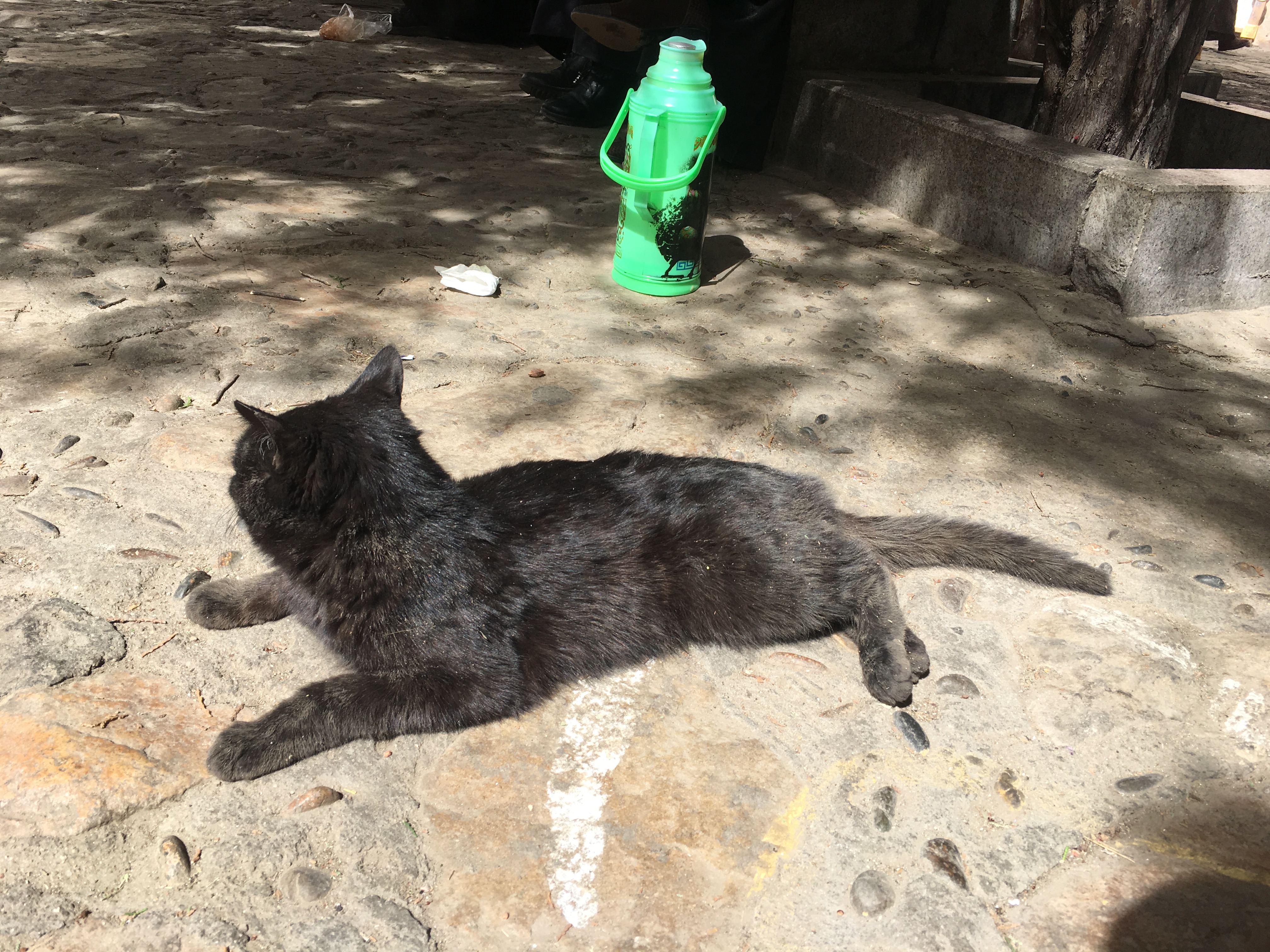 冬天依然有许多猫猫狗狗出来晒太阳